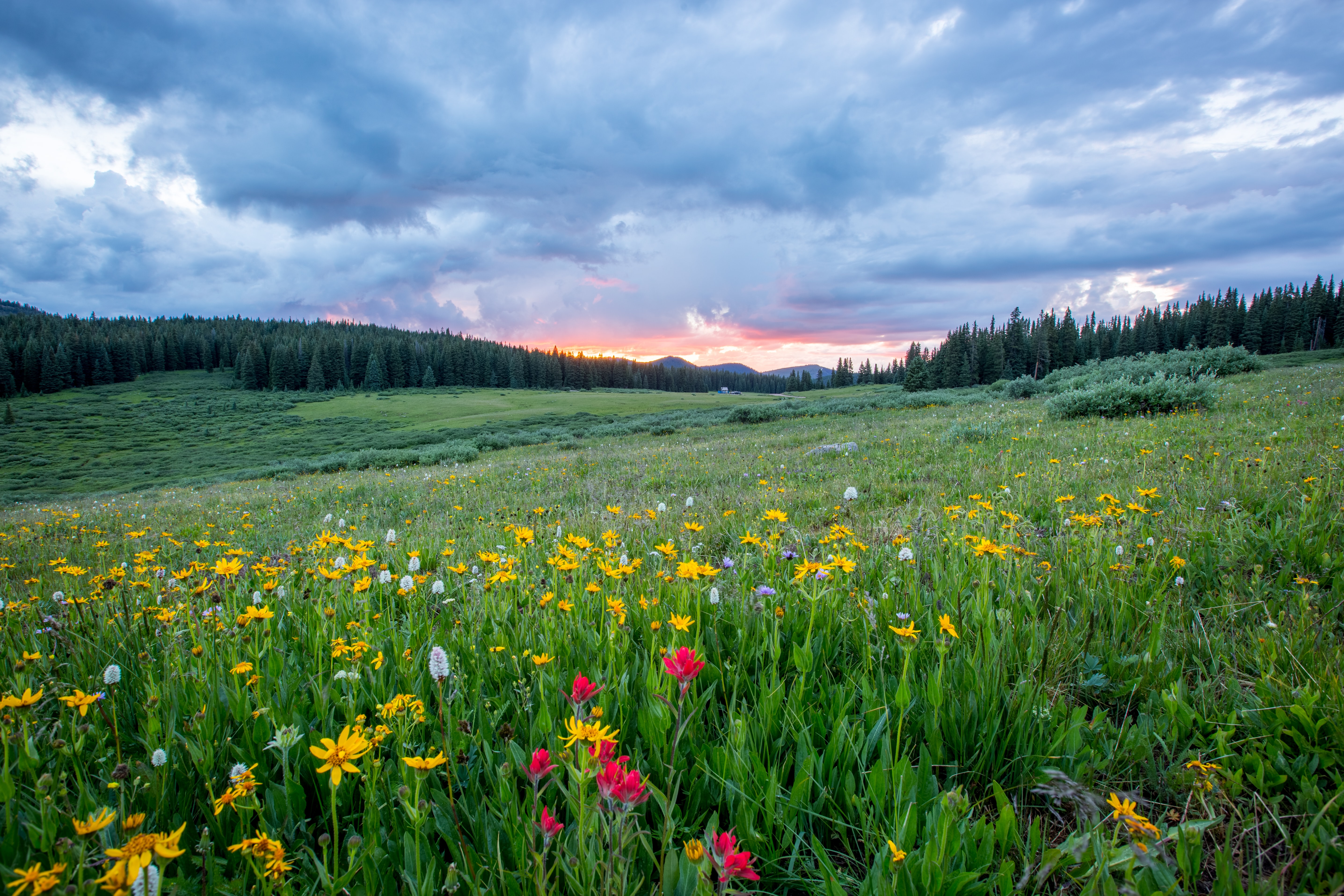 Flower fields